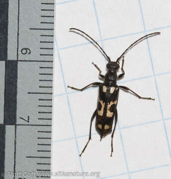 Image of Xestoleptura behrensii (Le Conte 1873)