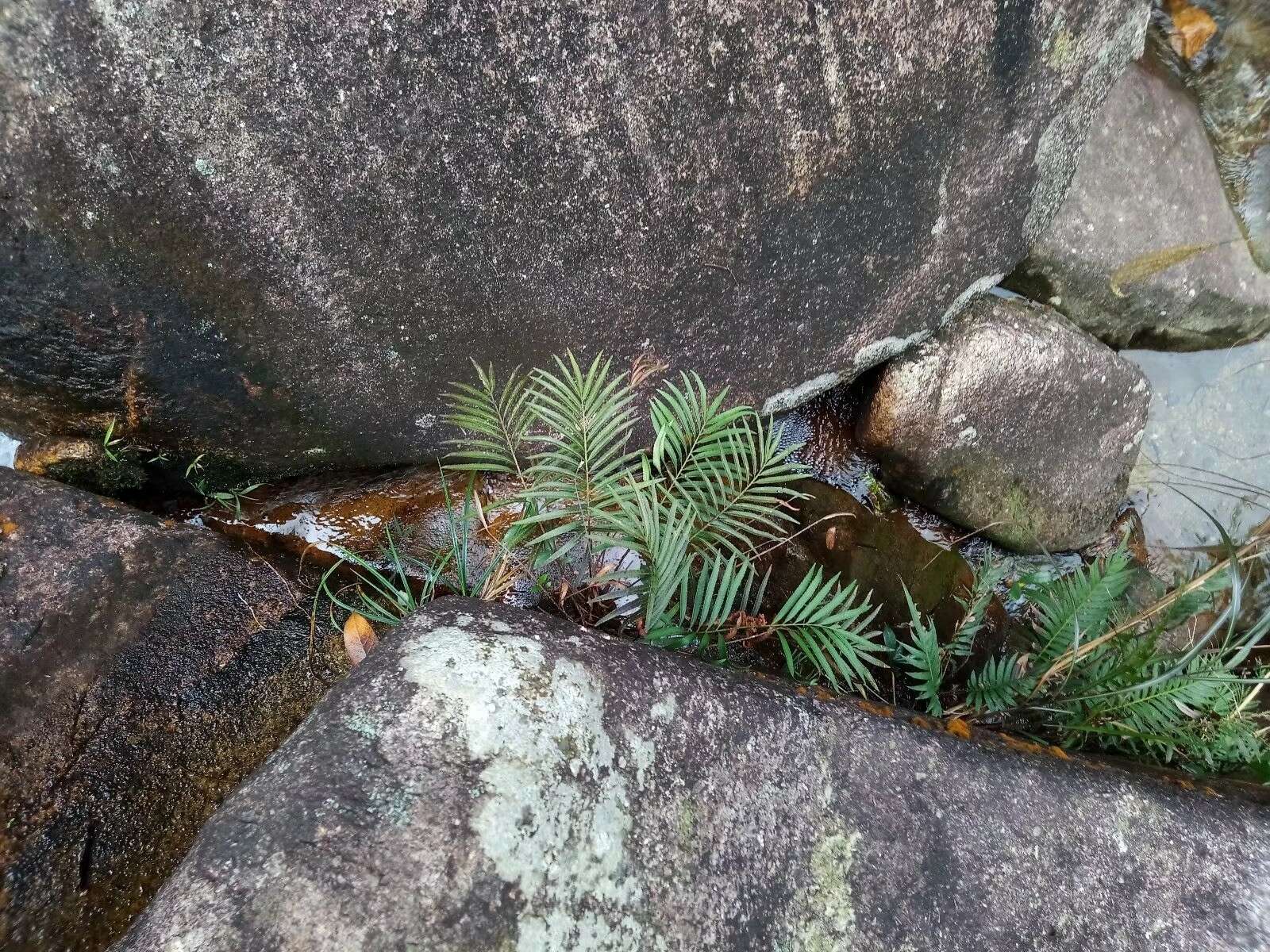 Sivun Plenasium angustifolium (Ching) A. Bobrov kuva