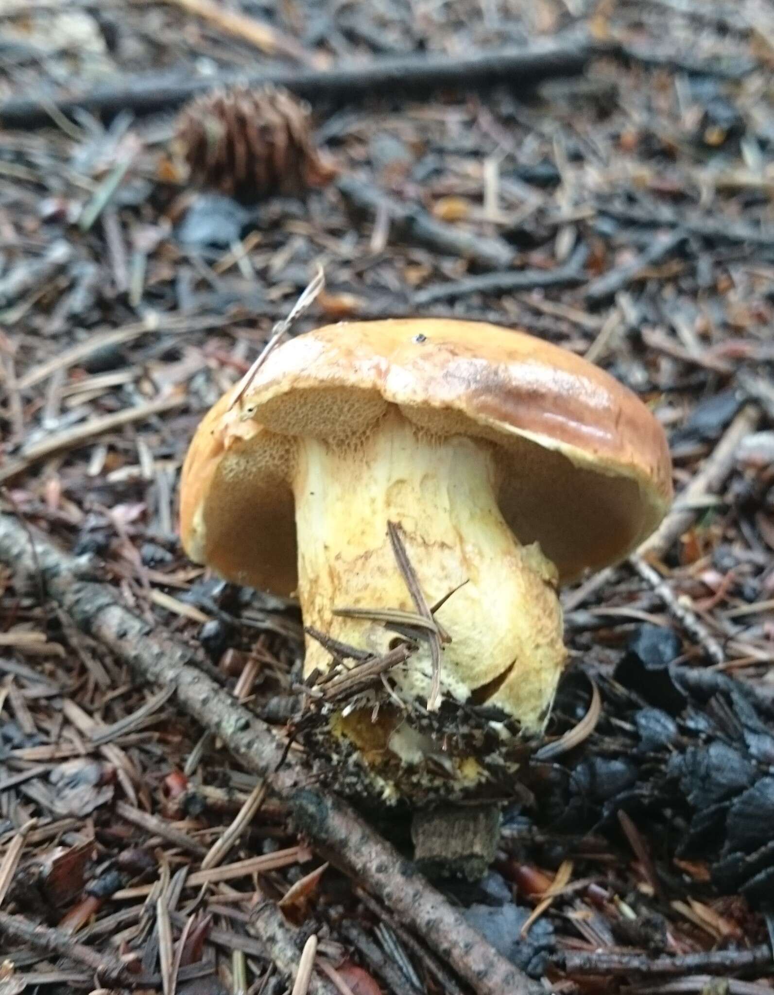 Image of Suillus grevillei (Klotzsch) Singer 1945