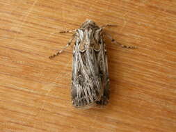 Image of Agrotis radians Guenée 1852