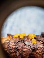 Image of Yellow Hat Jelly