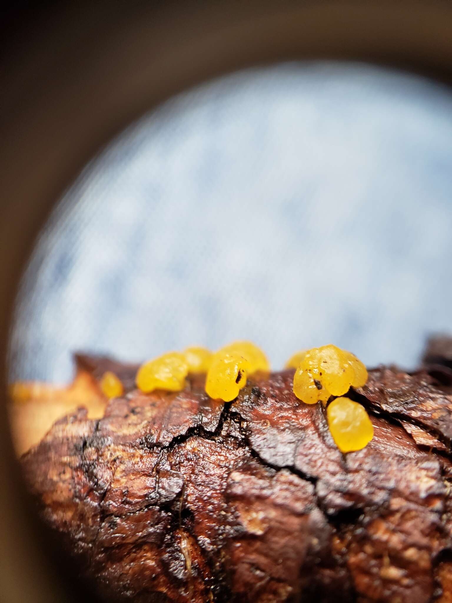 Image of Yellow Hat Jelly