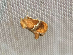 Image of Yellow-shouldered Slug Moth