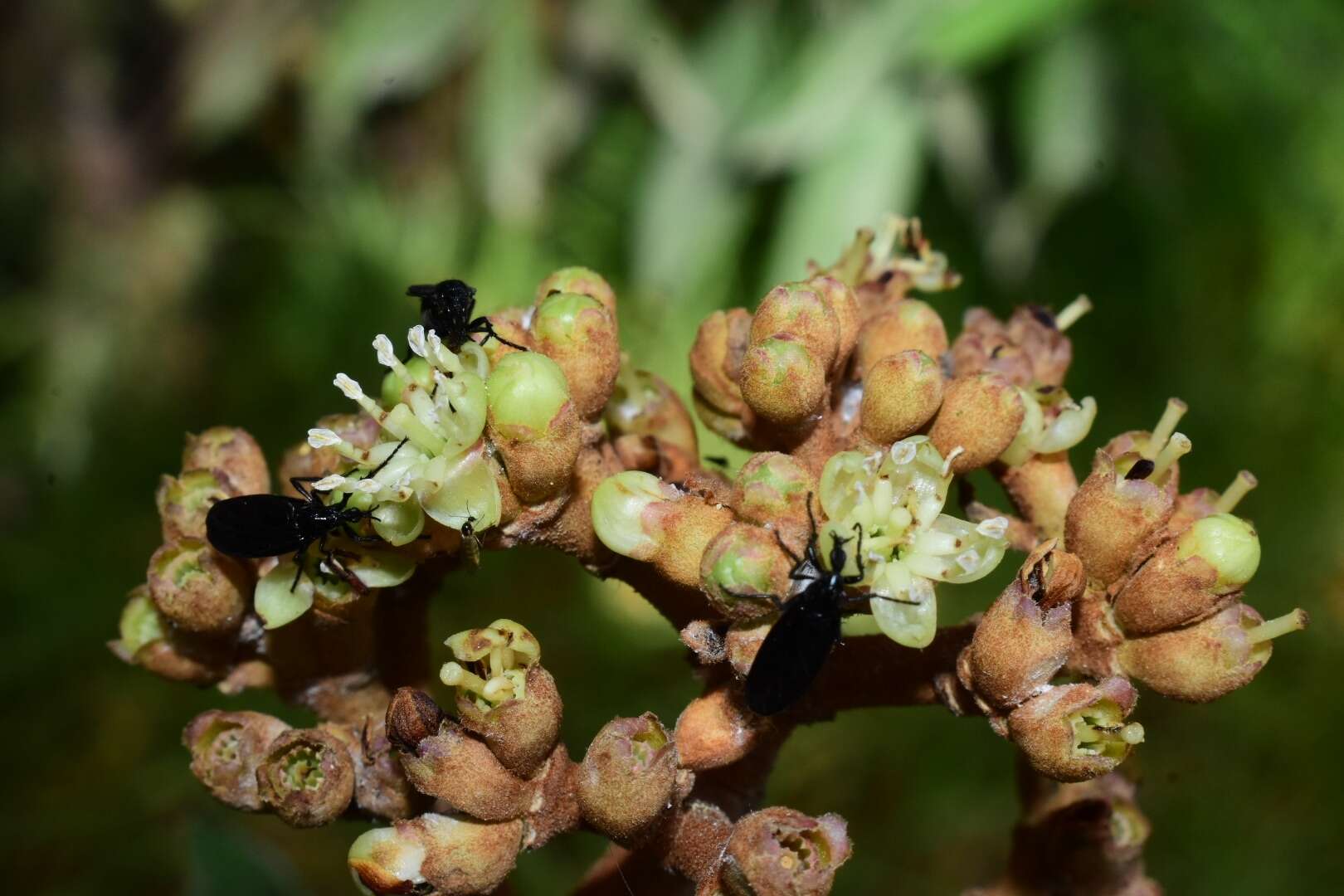 صورة Miconia lanceolata (Desr.) DC.