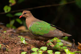 Sivun Chalcophaps longirostris Gould 1848 kuva