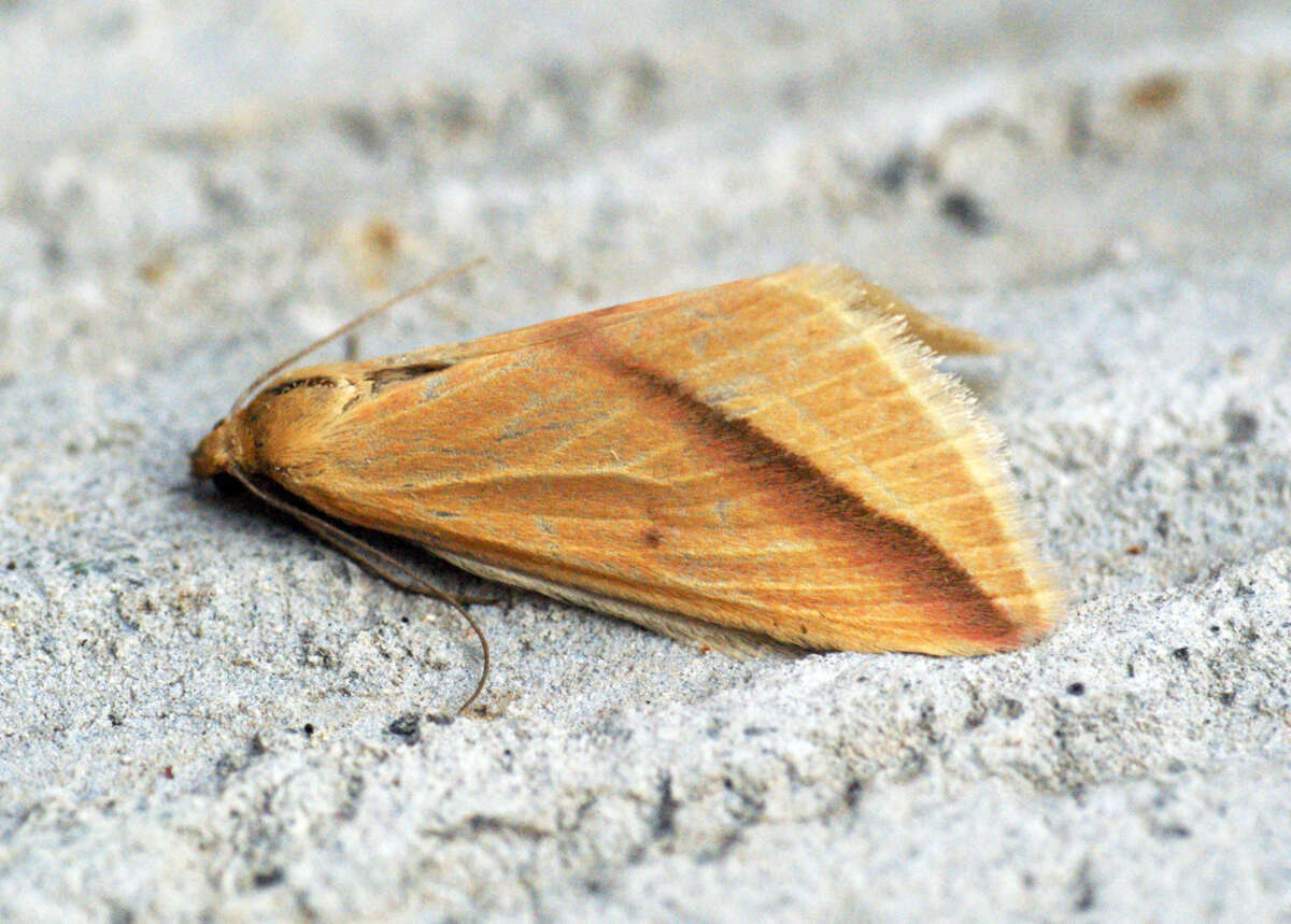 Слика од Rhodometra sacraria Linnaeus 1767