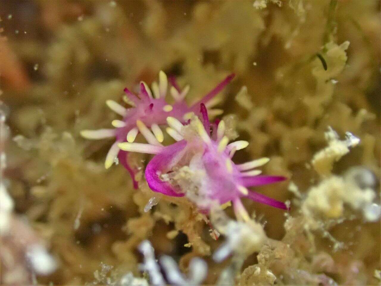 Image of Okenia purpurata Rudman 2004