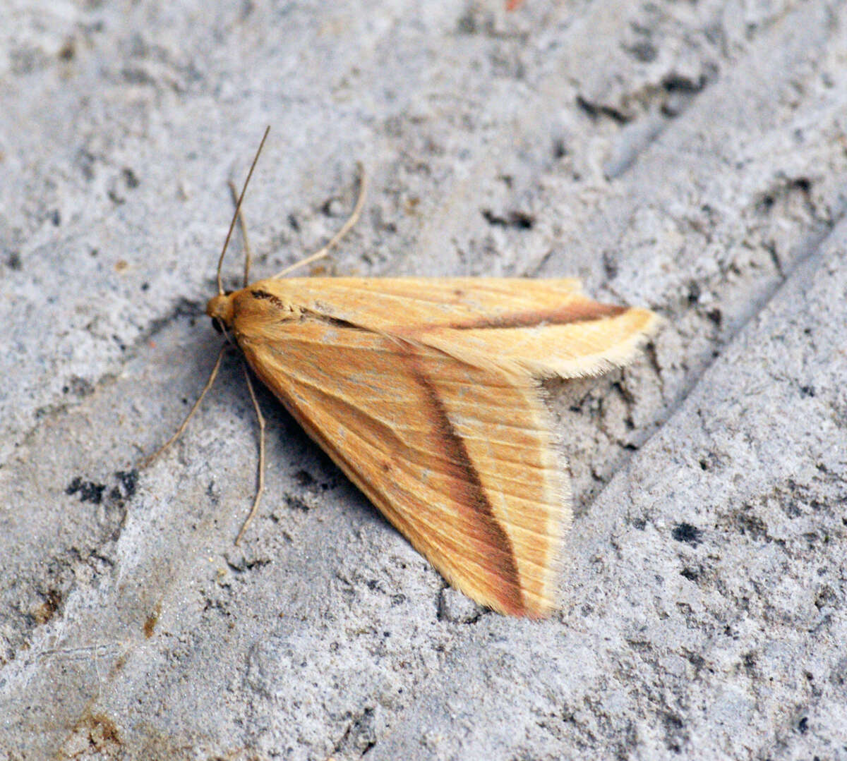 Слика од Rhodometra sacraria Linnaeus 1767