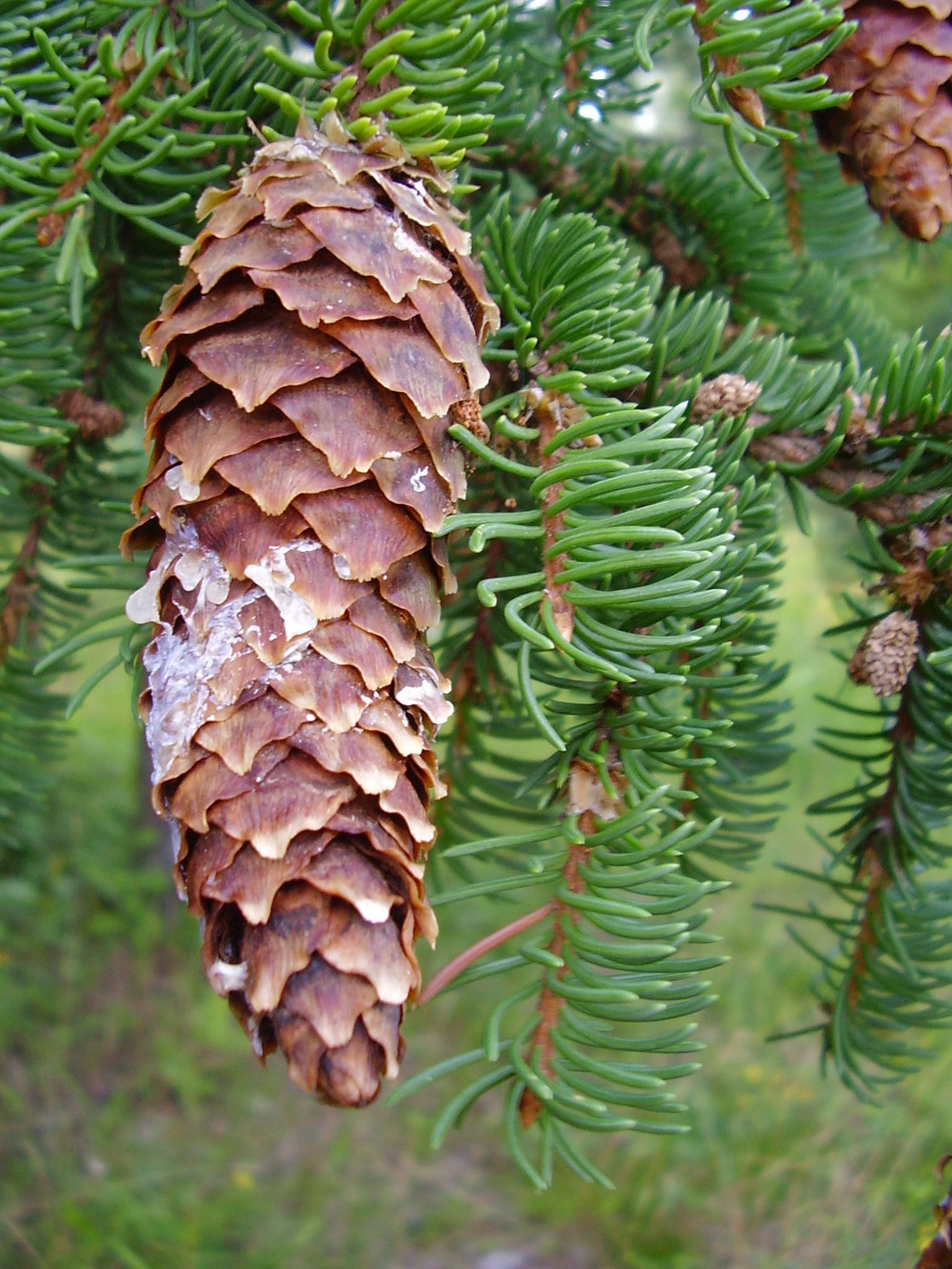 Image of Picea abies var. abies