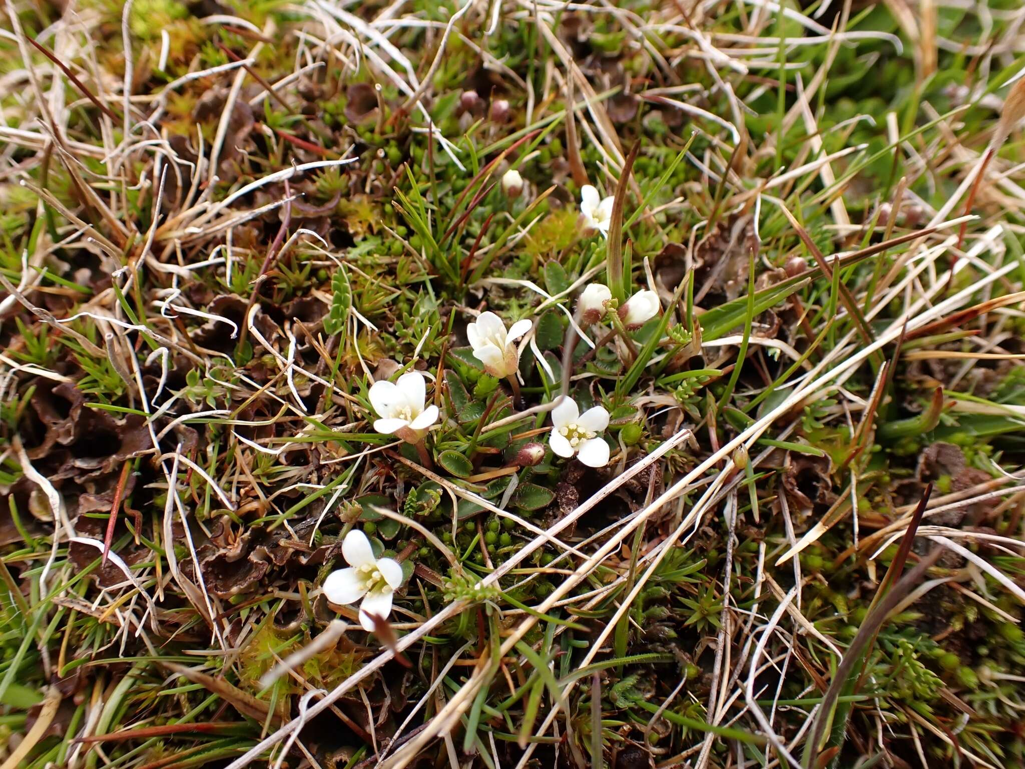 Image of Cardamine exigua