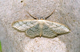 صورة Idaea subsericeata Haworth 1809