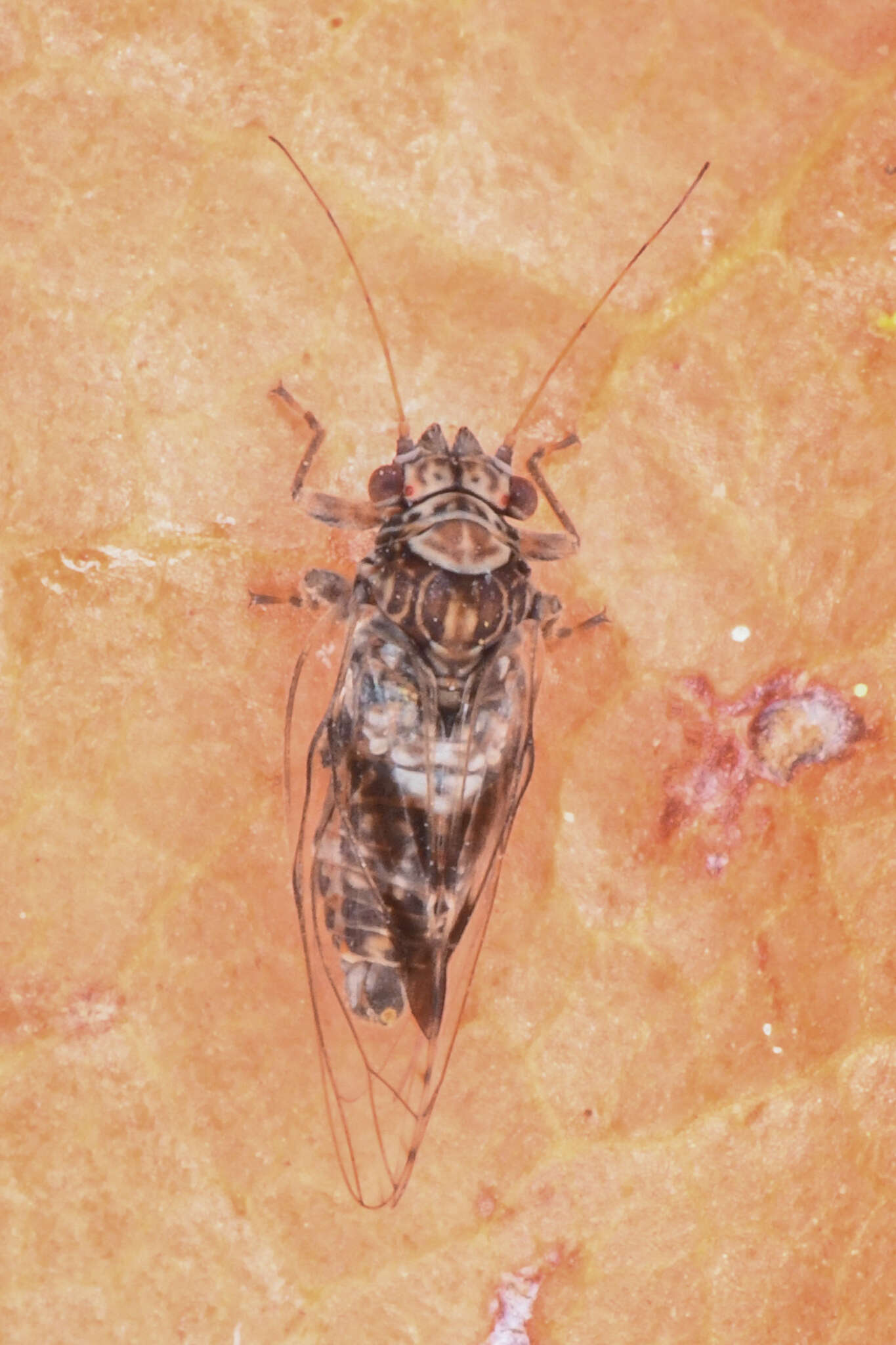 Image of Cacopsylla notapennis (Jensen 1956)