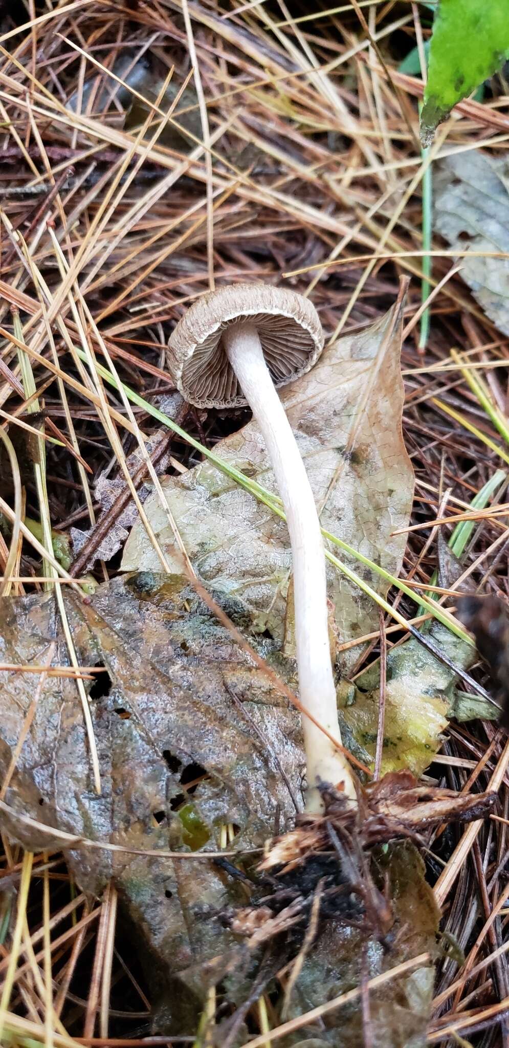 صورة Inocybe griseoscabrosa (Peck) Earle 1903