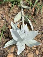 Image of Helichrysum thapsus (Kuntze) O. Hoffm.