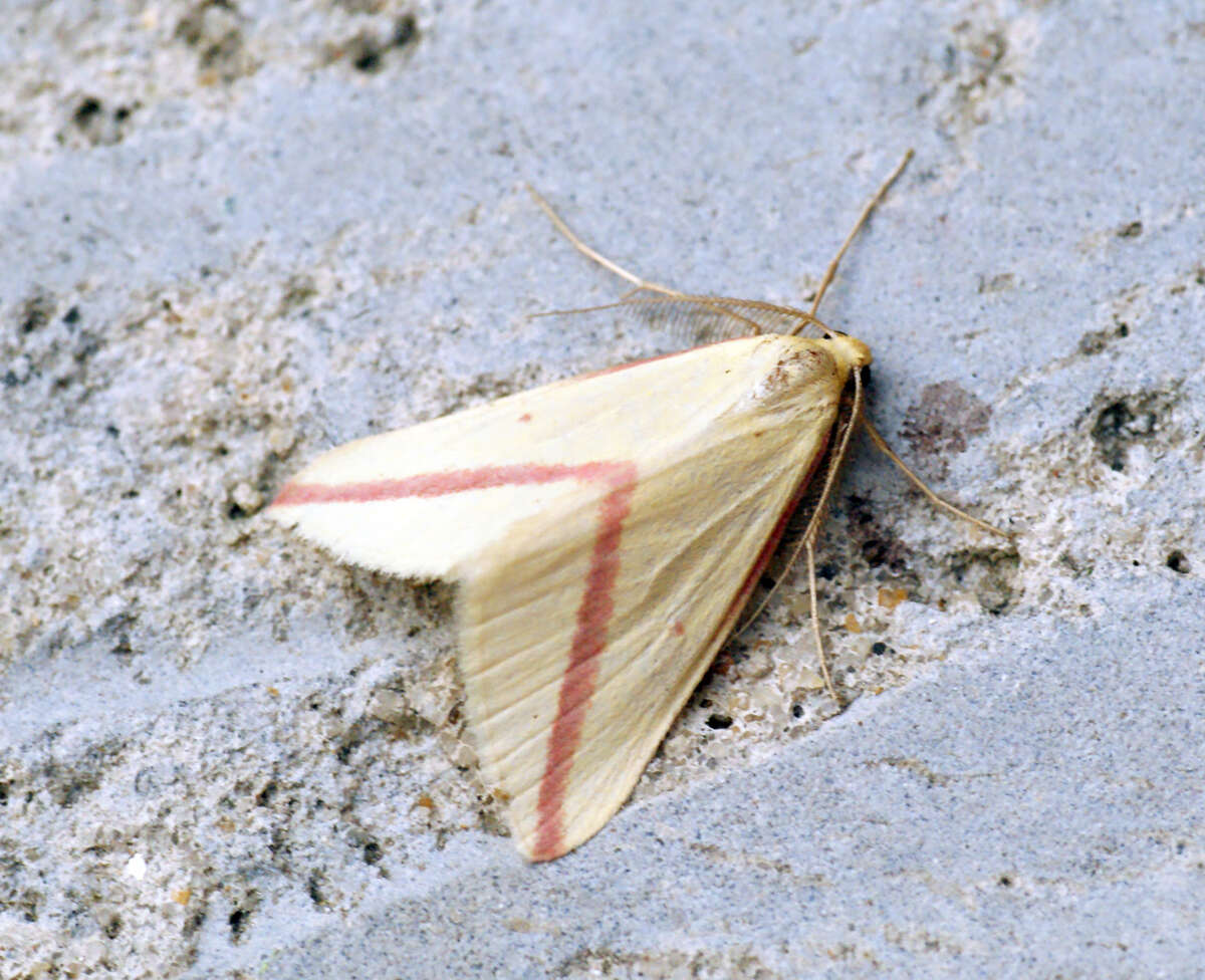 Слика од Rhodometra sacraria Linnaeus 1767