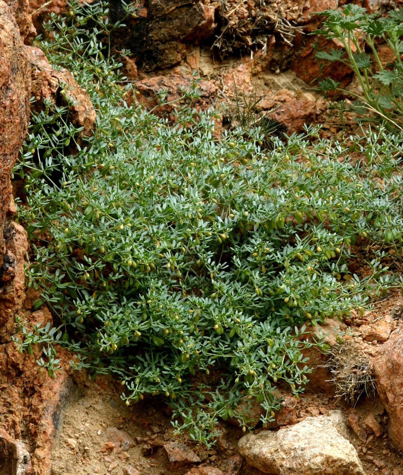 Image de Zygophyllum pterocarpum Bunge