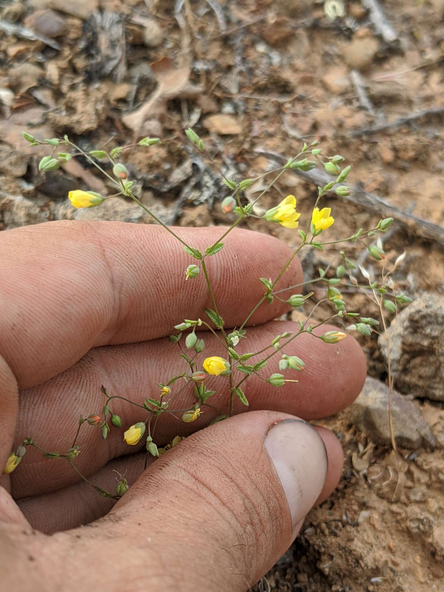 Image de Hesperolinon adenophyllum (Gray) Small