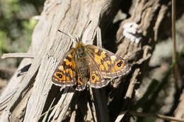 Imagem de Oreixenica orichora Meyrick 1885