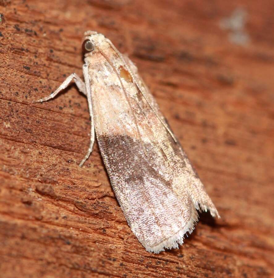 Image of <i>Acrobasis caryalbella</i> Ely 1913