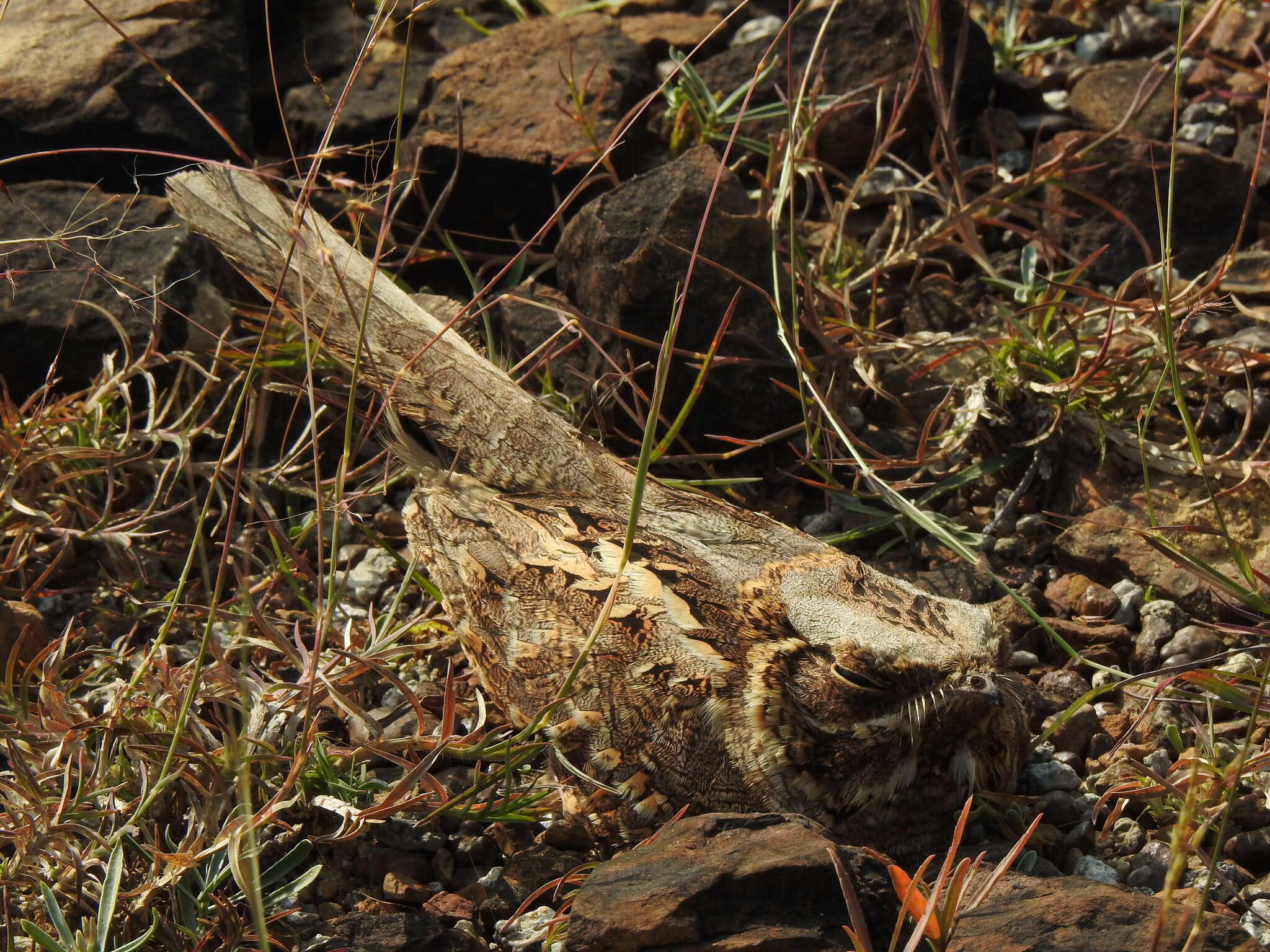 Image of Indian Nightjar