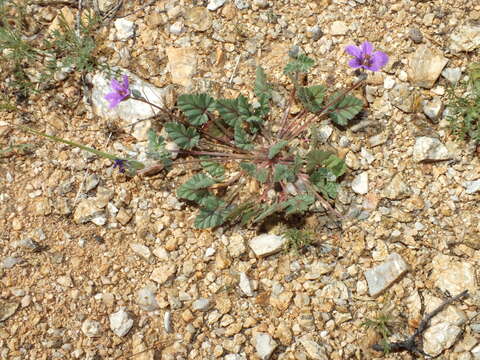 Image of Texas stork's bill