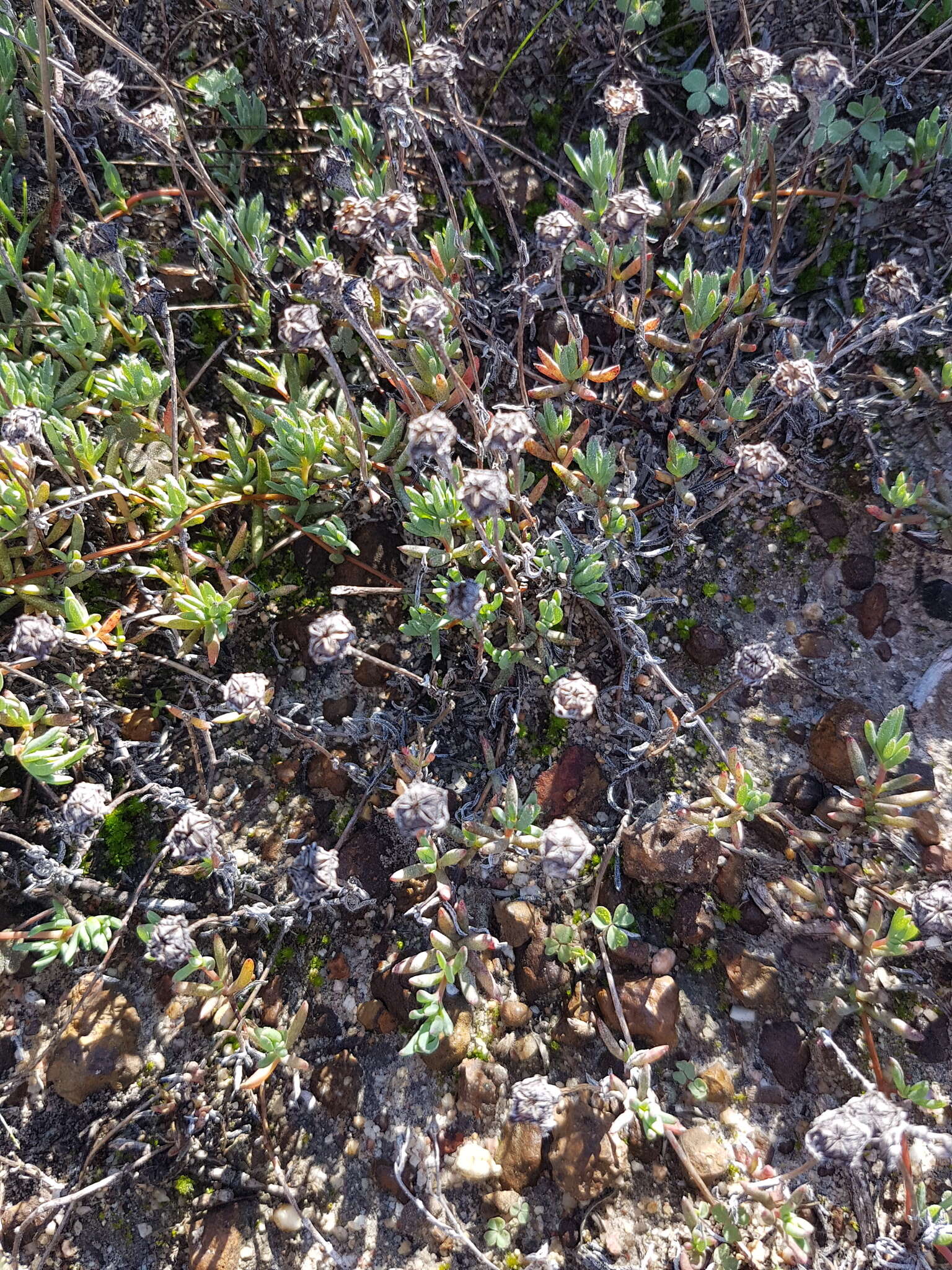 Image of Lampranthus peacockiae (L. Bol.) L. Bol.