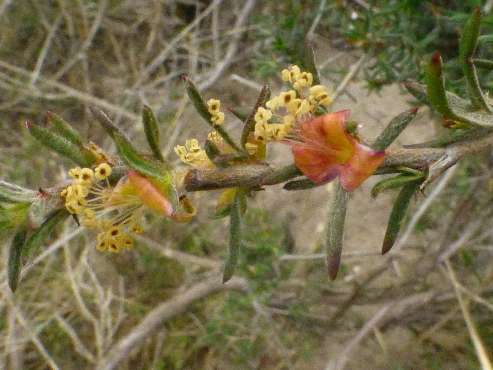 Image of Cliffortia hirta Burm. fil.