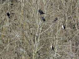 Image of Black Shag