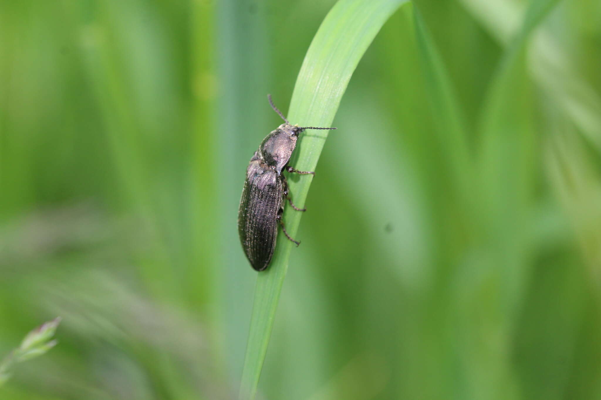 Image of Selatosomus gravidus