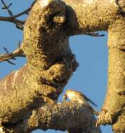 Image of Madagascar Kestrel