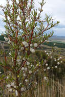 Imagem de Coprosma rugosa Cheeseman