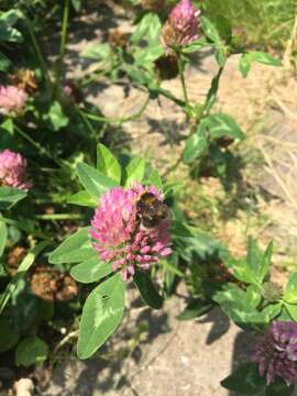 صورة Bombus hortorum (Linnaeus 1761)