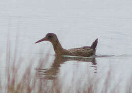 Image of Ridgway's Rail