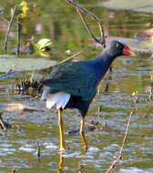 Image of American Purple Gallinule