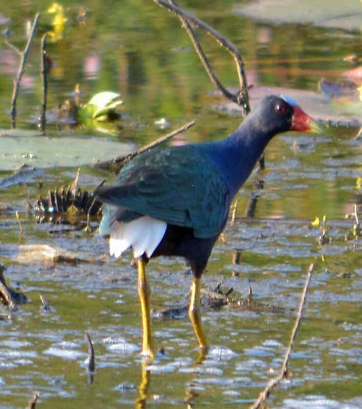 Image of American Purple Gallinule