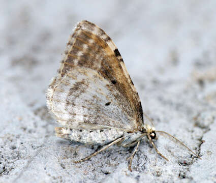 Image of silver-ground carpet