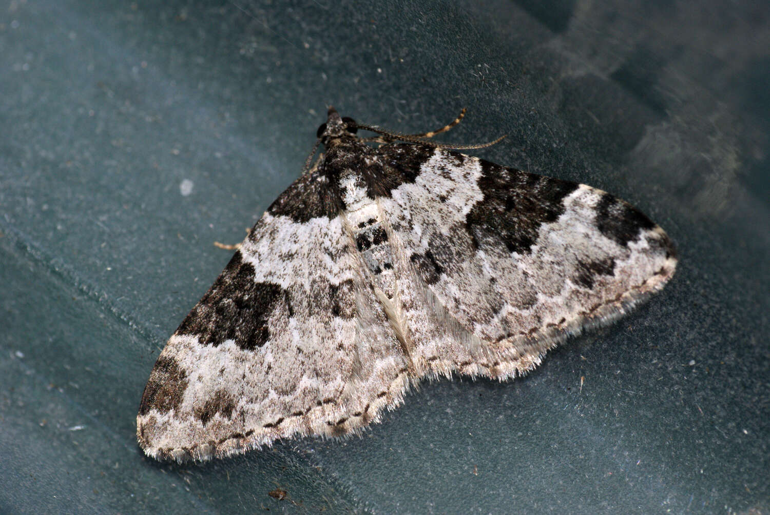 Image of garden carpet