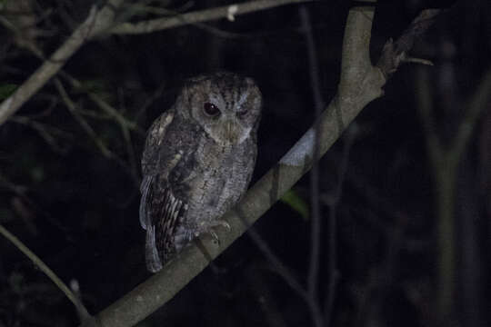 Image of Collared Scops Owl