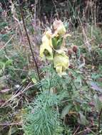 Image of yellow monkshood