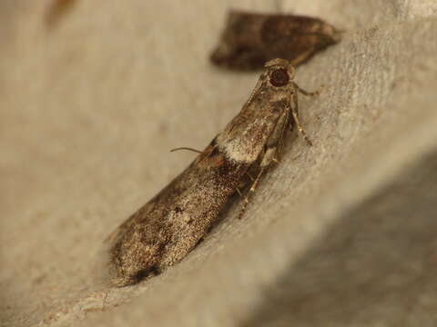 Acrobasis consociella Hübner resmi