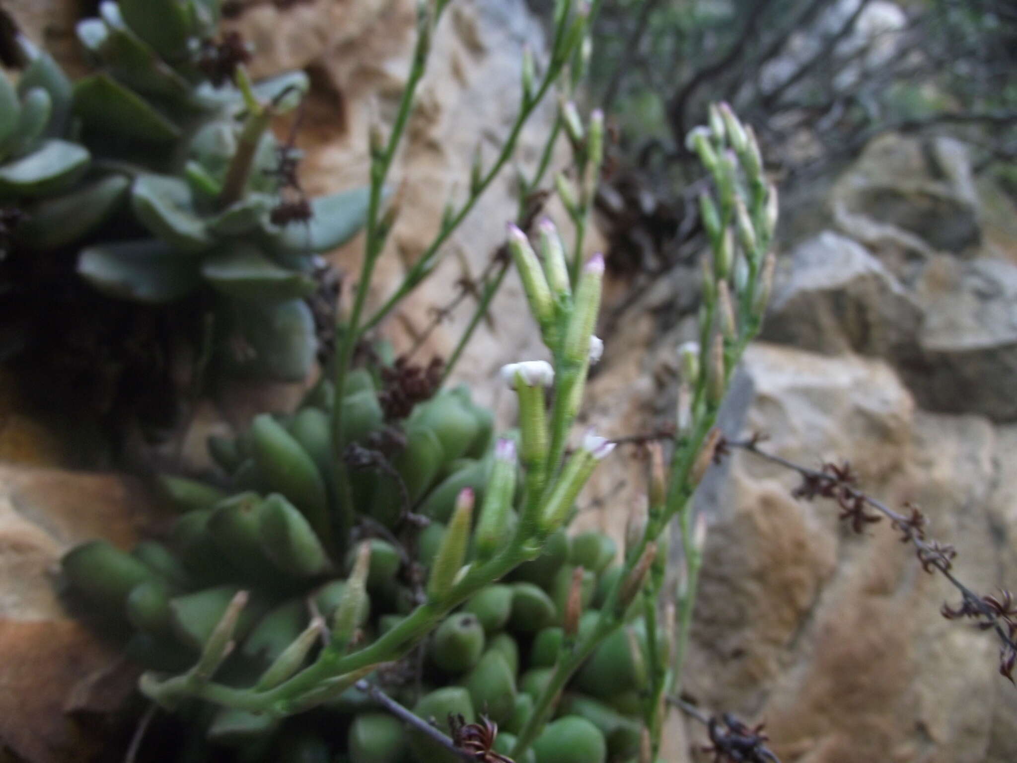 Imagem de Adromischus cristatus var. schonlandii (Phill.) Tölken