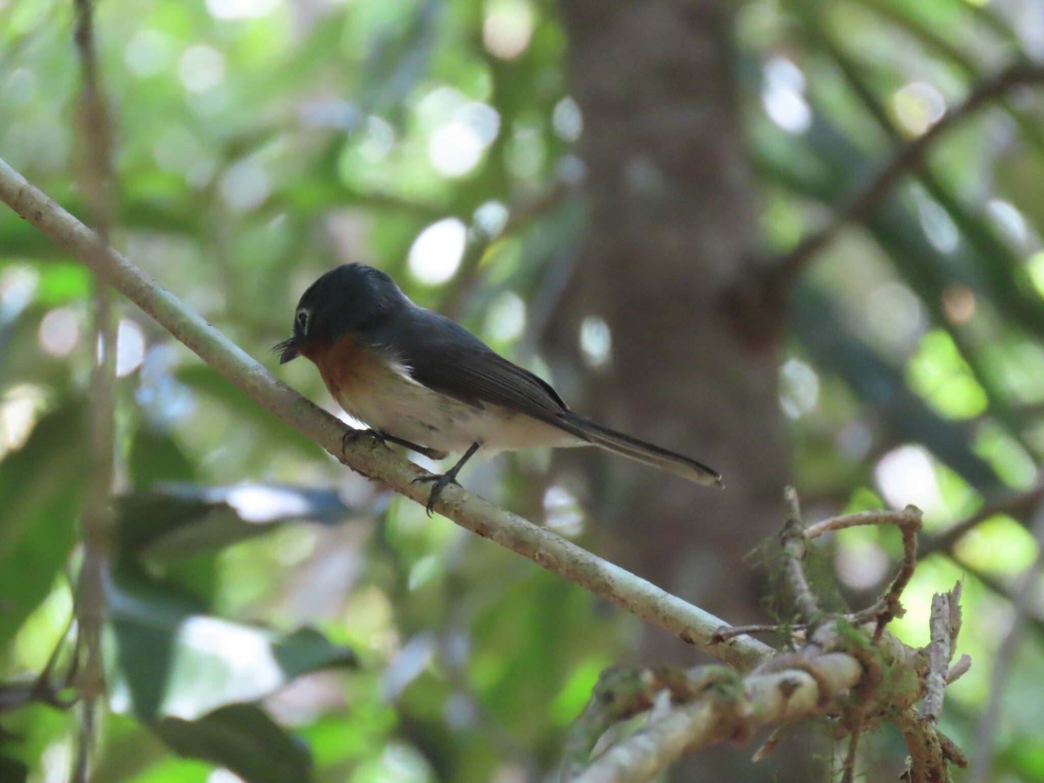 Image of Melanesian Flycatcher