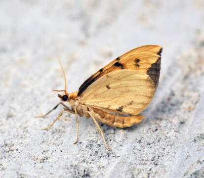 Image of Barred Straw