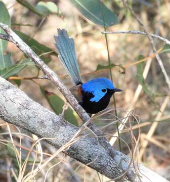 Image of Variegated Fairy-wren