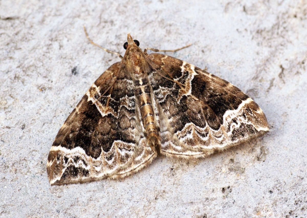 Eulithis prunata Linnaeus 1758 resmi