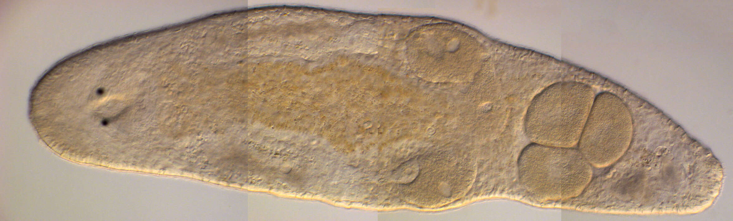 Image of Macrostomorpha