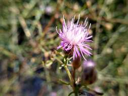 Image of Centaurea odessana Prodan