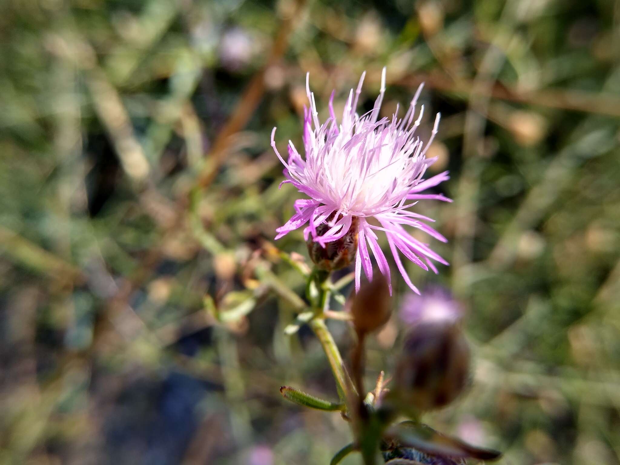 Слика од Centaurea odessana Prodan