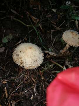 Imagem de Psathyrella asperospora (Cleland) Guzmán, Bandala & Montoya 1991