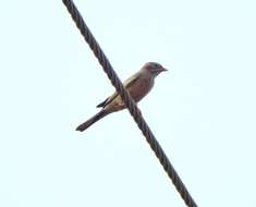 Image of Grey-necked Bunting